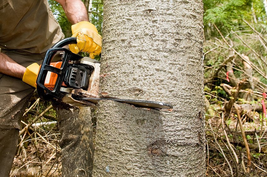 5 Reasons why you should hire Experts of Tree Removal Melbourne