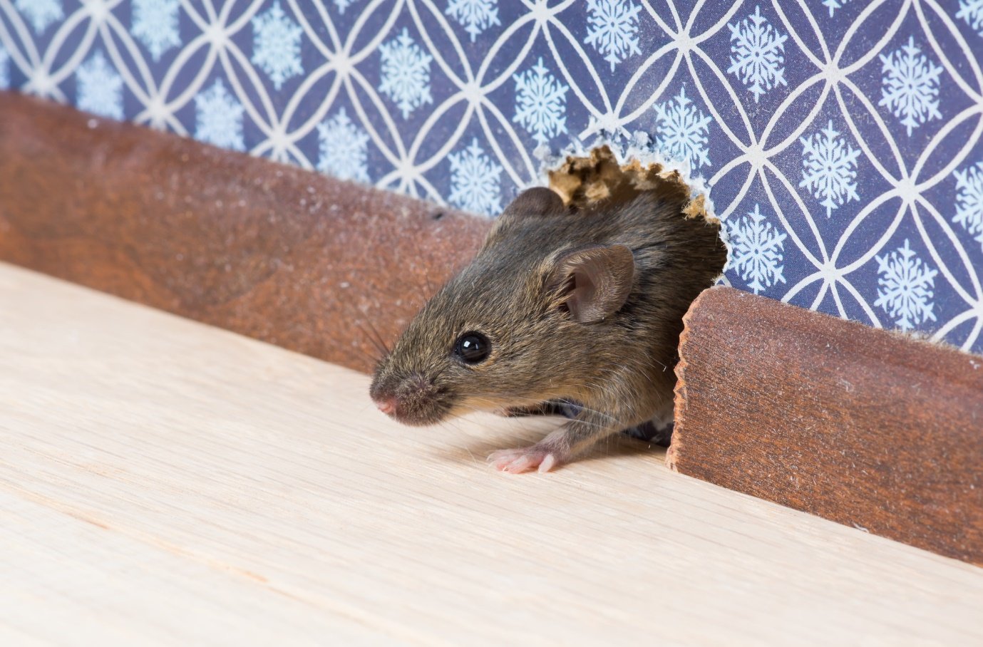 Ways To Get Rid Of Rat From House