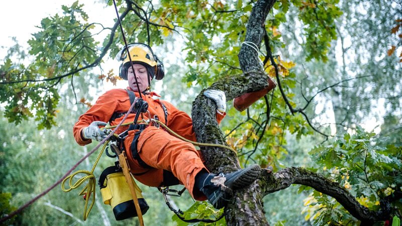 Why Should You Hire a Certified Arborist for Your Arboricultural Needs